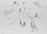 Peacocks, John Singer Sargent (American, Florence 1856–1925 London), Graphite on grey-green wove paper, American